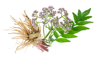 Valerian Root Ingredient